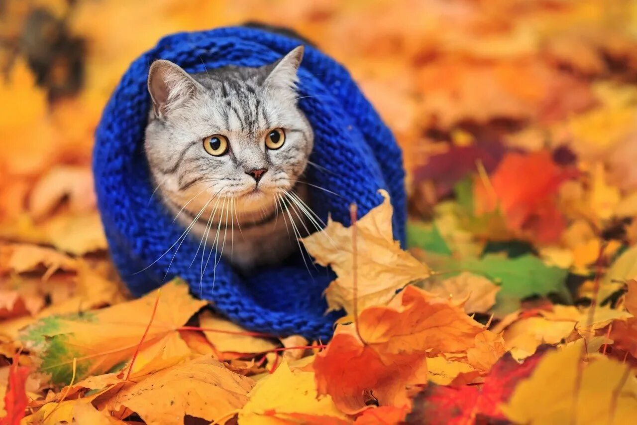 Котик в листьях осени фото Похолодало... #animal@travel.blog