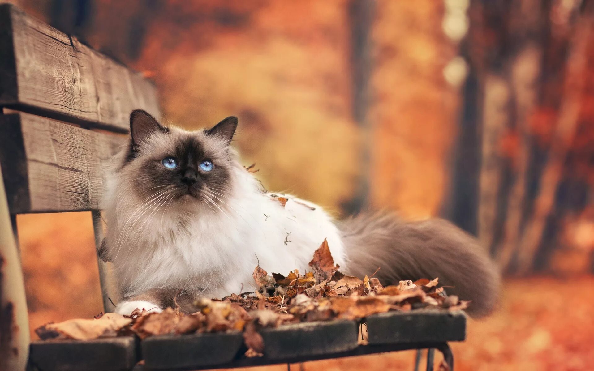 Котик в листьях осени фото Итоги Программы Поощрения Авторов с 22.09.2019 по 28.09.2019 и с 29.09.2019 по 0