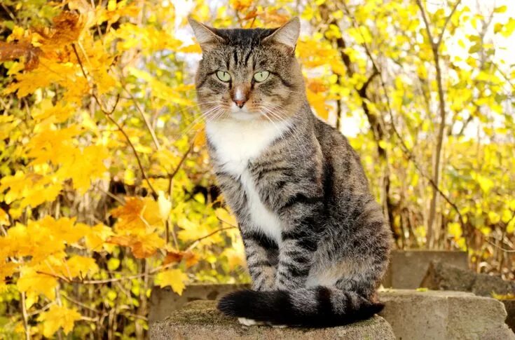 Котик в листьях осени фото MostlyCatsMostly: Photo Кот, Листья кукурузы, Осень