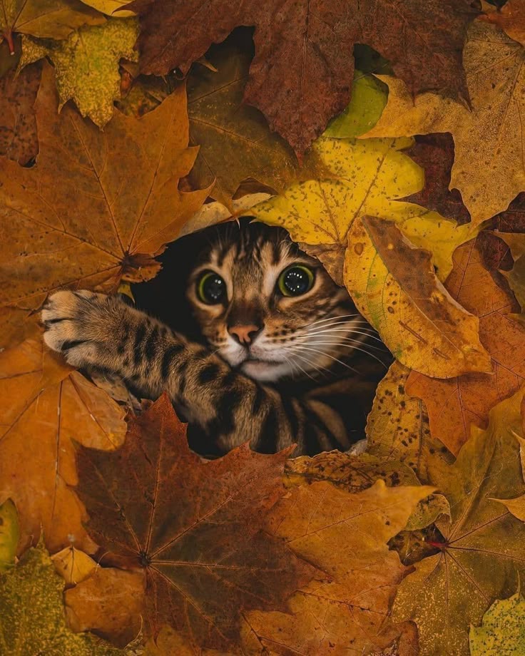 Котик в листьях осени фото Y⃟ ₴ Y⃟ ₴*♥* on Twitter Cute cats, Cute animals, Beautiful cats