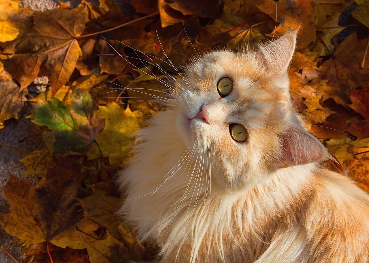 Котик в листьях осени фото Marisol ❤ on Twitter Beautiful cats, Pretty cats, Cute cats and kittens