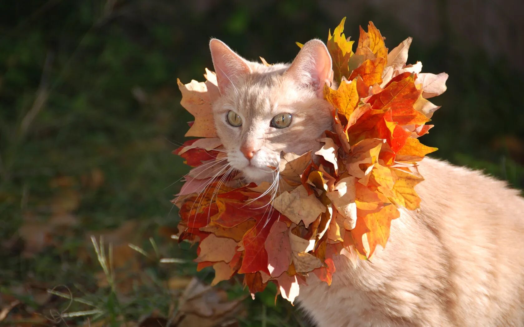 Котик в листьях осени фото Скачать обои кошка, кот, листья, клён, раздел кошки в разрешении 1680x1050