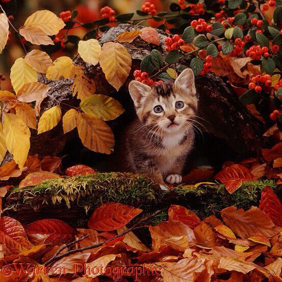 Котик в листьях осени фото Pin by Autumn ♥ on Fall Autumn animals, Cute cats, Cats and kittens
