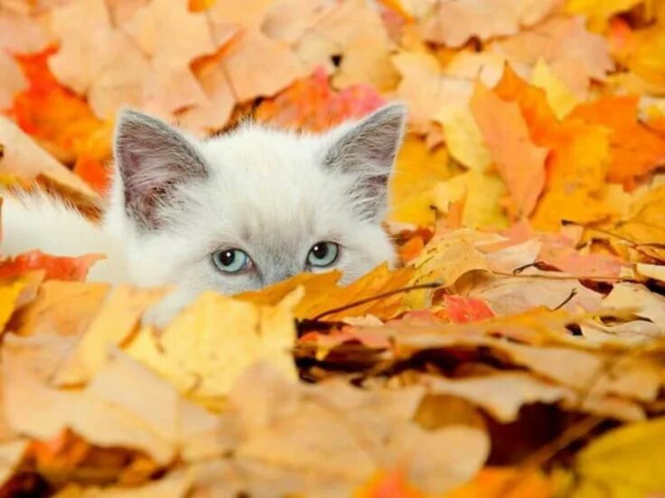 Котик в листьях осени фото Пин на доске Gatti Смешные фото кошек, Кошачий рисунок, Очаровательные котята