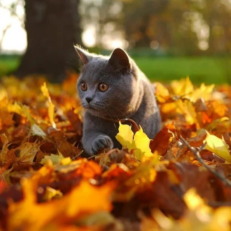 Котик в листьях осени фото Осенние котики E s t h e t i q u e Фотострана Пост № 1806679745