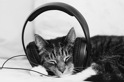 Котик в наушниках фото Музыка vitugabriel с тегом mpb Last.fm