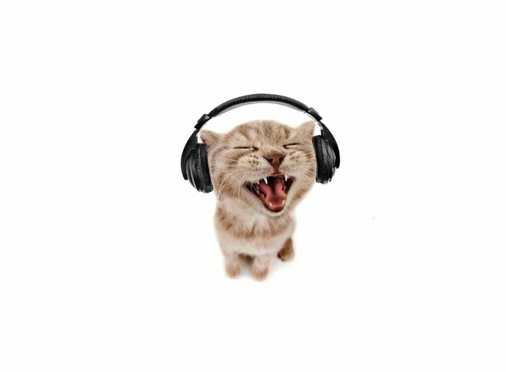 Котик в наушниках фото Audífonos gato Gattini divertenti, Sfondi, Gatti