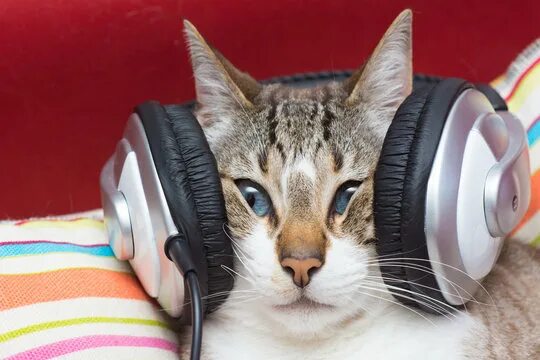 Котик в наушниках фото Котенок На Фоне Изображения: просматривайте стоковые фотографии, векторные изобр