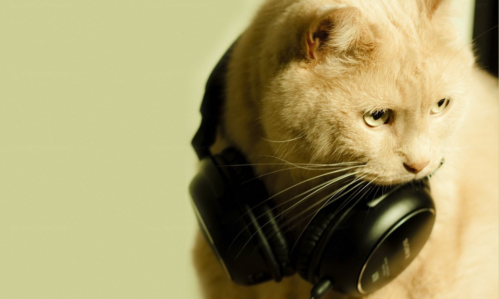 Котик в наушниках фото DJ Cat Cat wallpaper, Cool cats, Cat pics