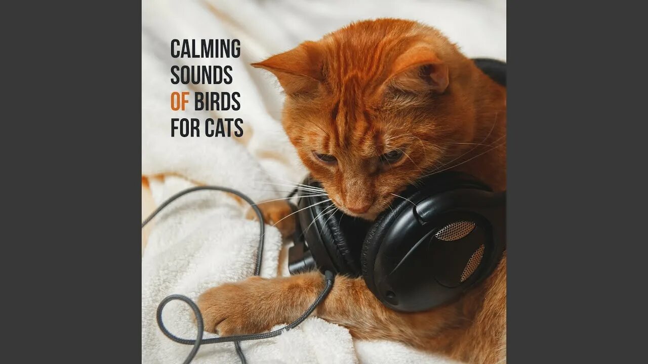 Котик в наушниках фото Music for Cat - YouTube