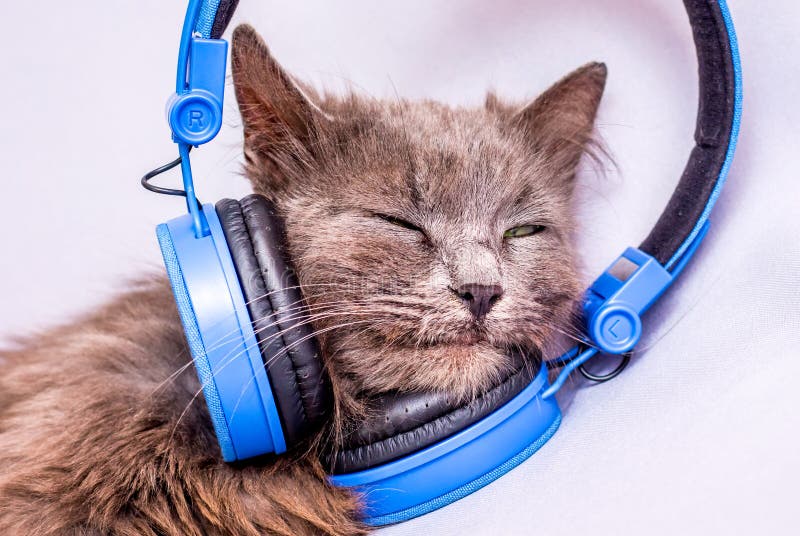 Котик в наушниках фото Cat in Headphones. Listening To Music for Relaxation Stock Image - Image of look