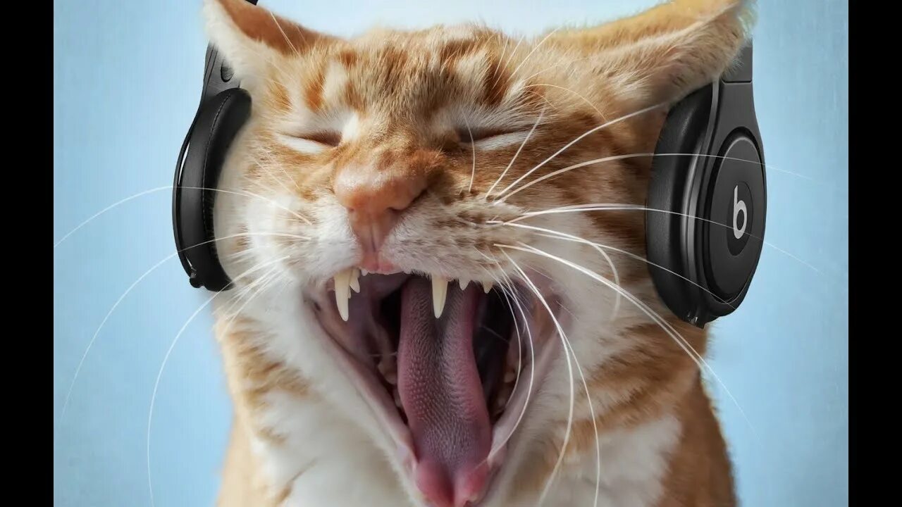 Котик в наушниках фото Funniest Animals Cats and Dogs 2023 #55 - YouTube