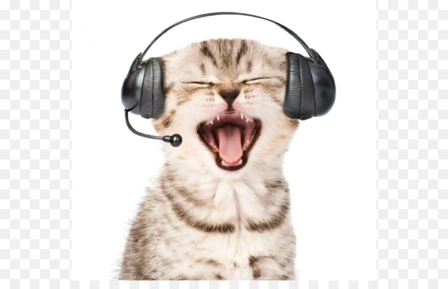 Котик в наушниках фото Cat - Dog And Cat - CleanPNG / KissPNG