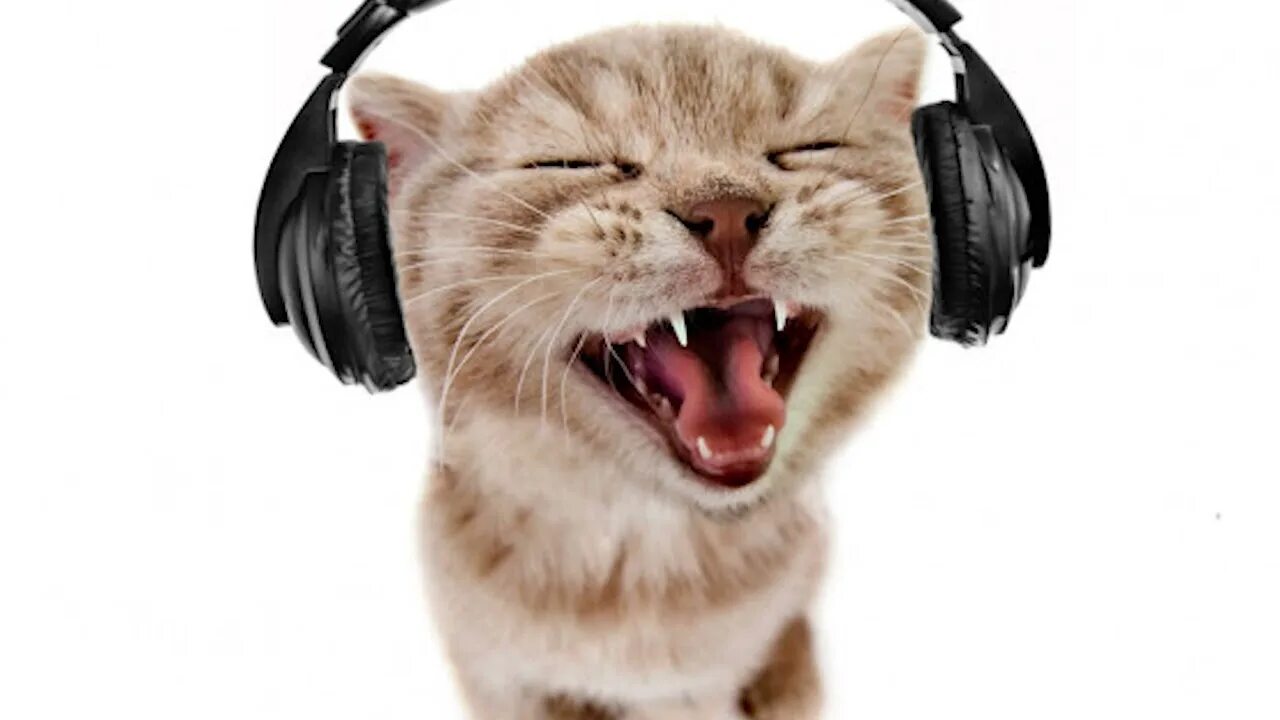 Котик в наушниках фото ДАНОН ФЛЕКС-КЛАВА(speed up)#music #музло - YouTube