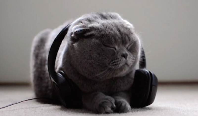 Котик в наушниках фото Музыка для кошек Девид Тэи отзывы