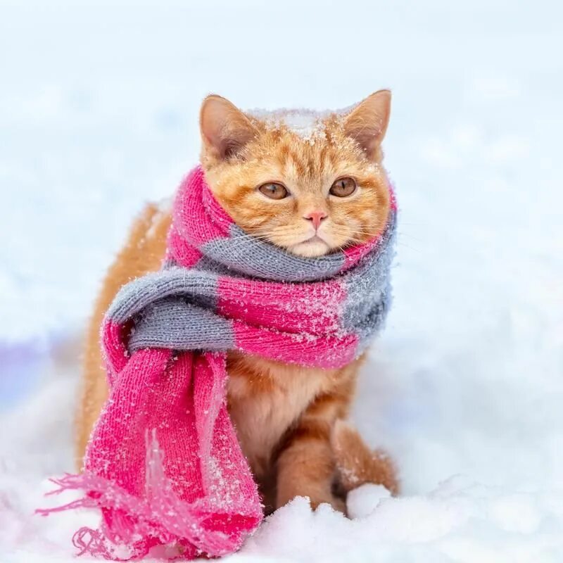 Котик в шарфике красивое фото Little Red Kitten Wearing Knitted Scarf Stock Photo - Image of kitten, christmas