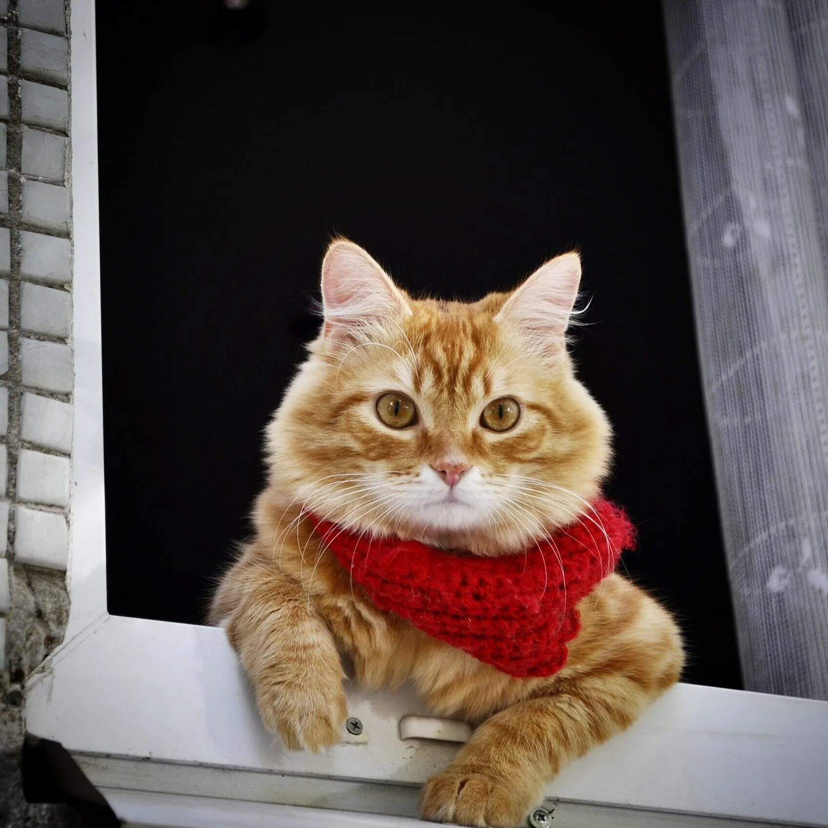 Котик в шарфике красивое фото Cat Baksy wait his people at home.