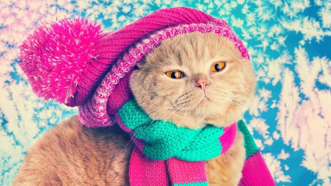 Котик в шарфике красивое фото Шапки - купить по низкой цене на Яндекс Маркете - страница 2