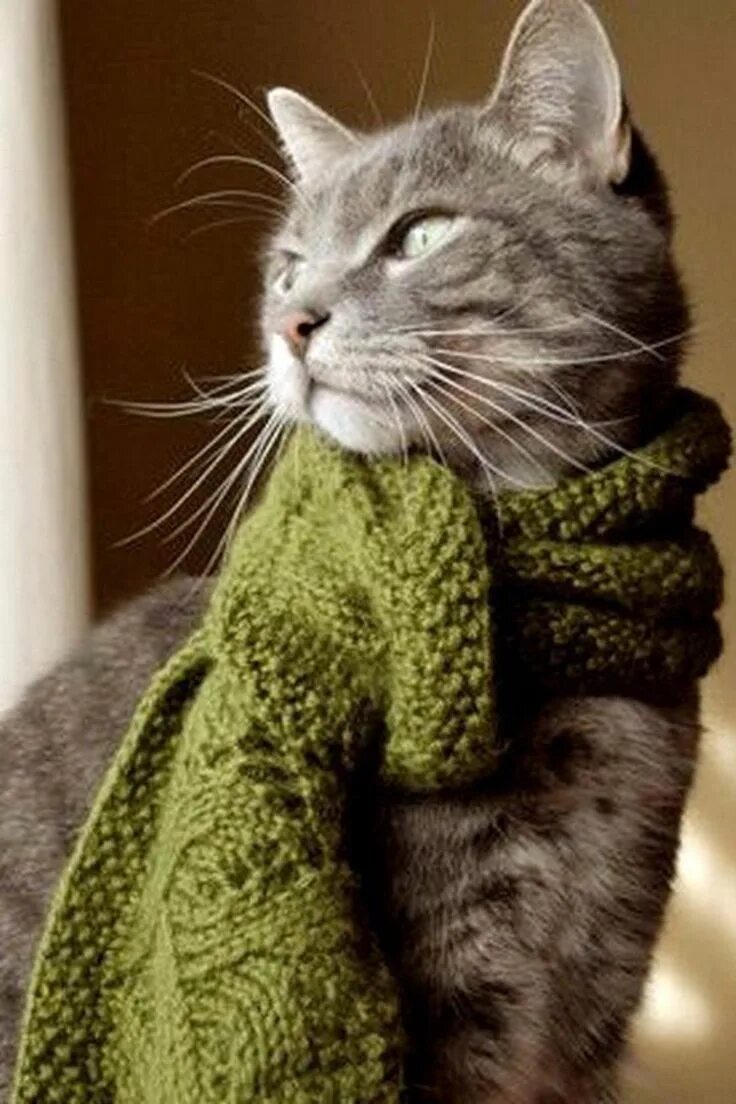 Котик в шарфике красивое фото Одноклассники Cats, Cats and kittens, Cat love