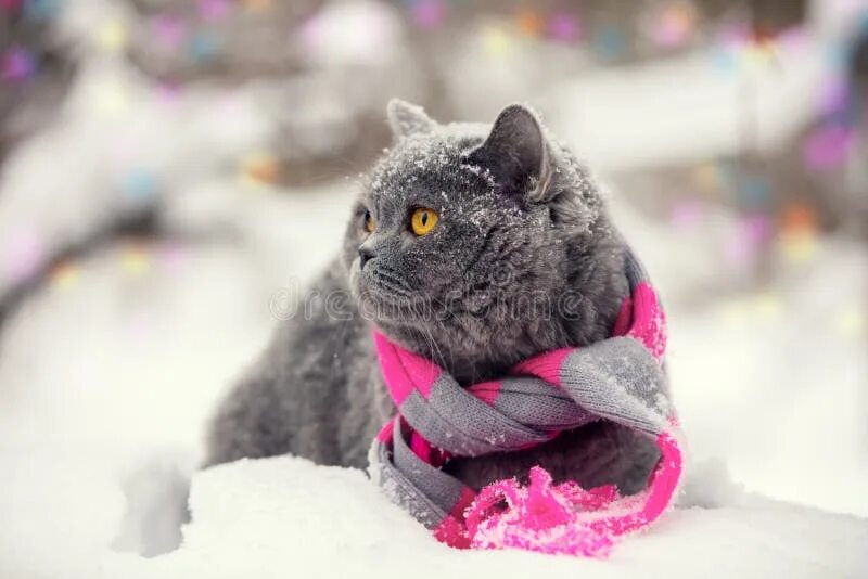 Котик в шарфике красивое фото Cat Wearing Knitting Scarf in Snowy Winter Stock Photo - Image of british, beaut