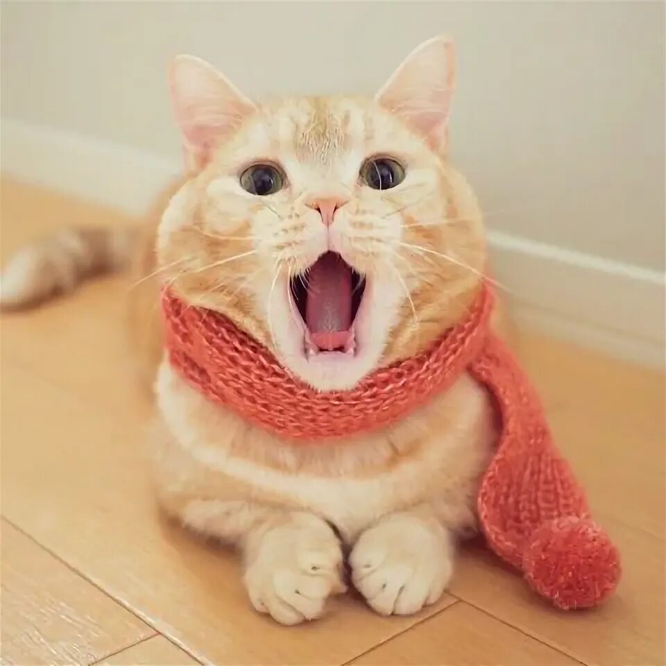 Котик в шарфике красивое фото ぷ-"あ く び"