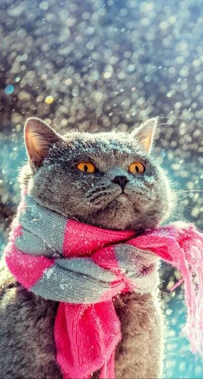Котик в шарфике красивое фото АВАТАРКИ on Viber