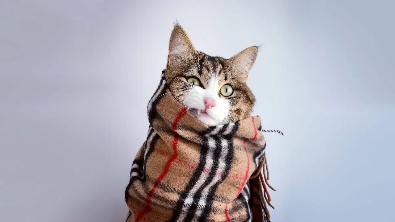 Котик в шарфике красивое фото Encredible story of an abandoned cat. - YouTube