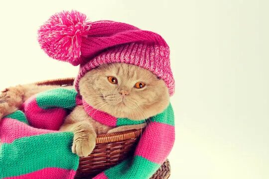 Котик в шарфике красивое фото 2,629 BEST Pink Pussy Hats IMAGES, STOCK PHOTOS & VECTORS Adobe Stock