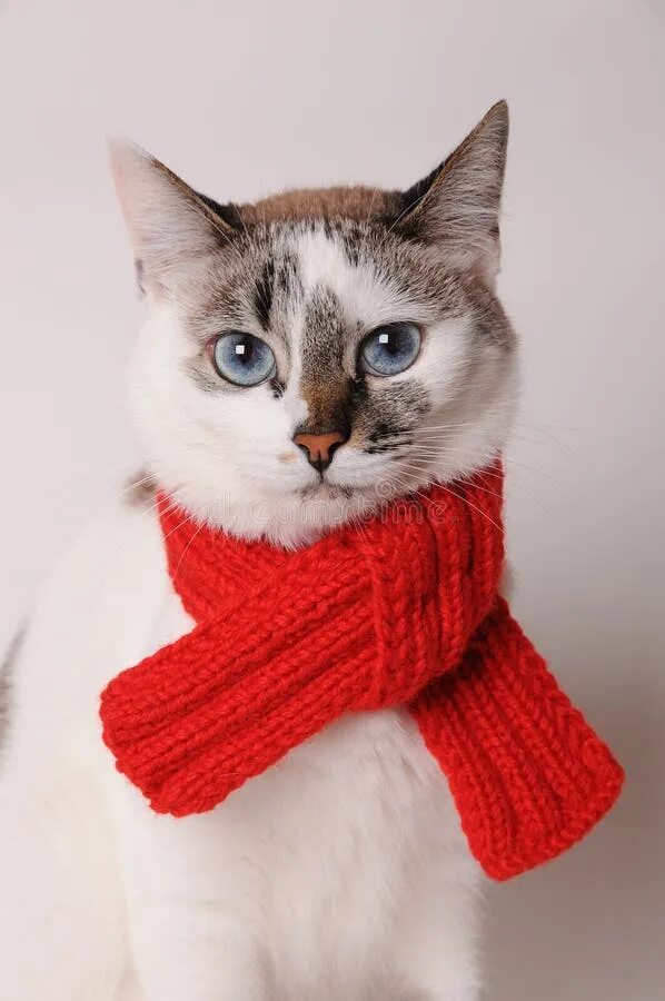Котик в шарфике красивое фото 5,646 Cat Scarf Stock Photos - Free & Royalty-Free Stock Photos from Dreamstime 