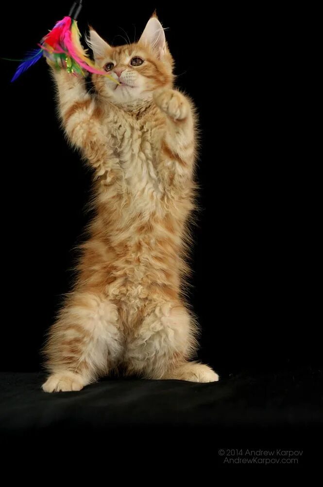Котик вертикальное фото Pin on Cats