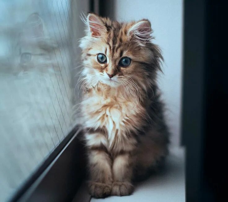 Котик вертикальное фото Pin by Maris Bellamy on Quaint Kitties Cute cat wallpaper, Kittens cutest, Cat p