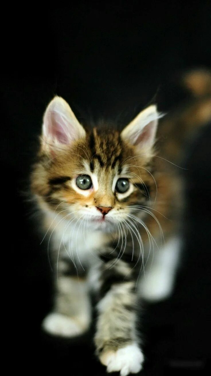 Котик вертикальное фото Pin by Rithu on wallpapers Cats, Kittens cutest, Baby cats