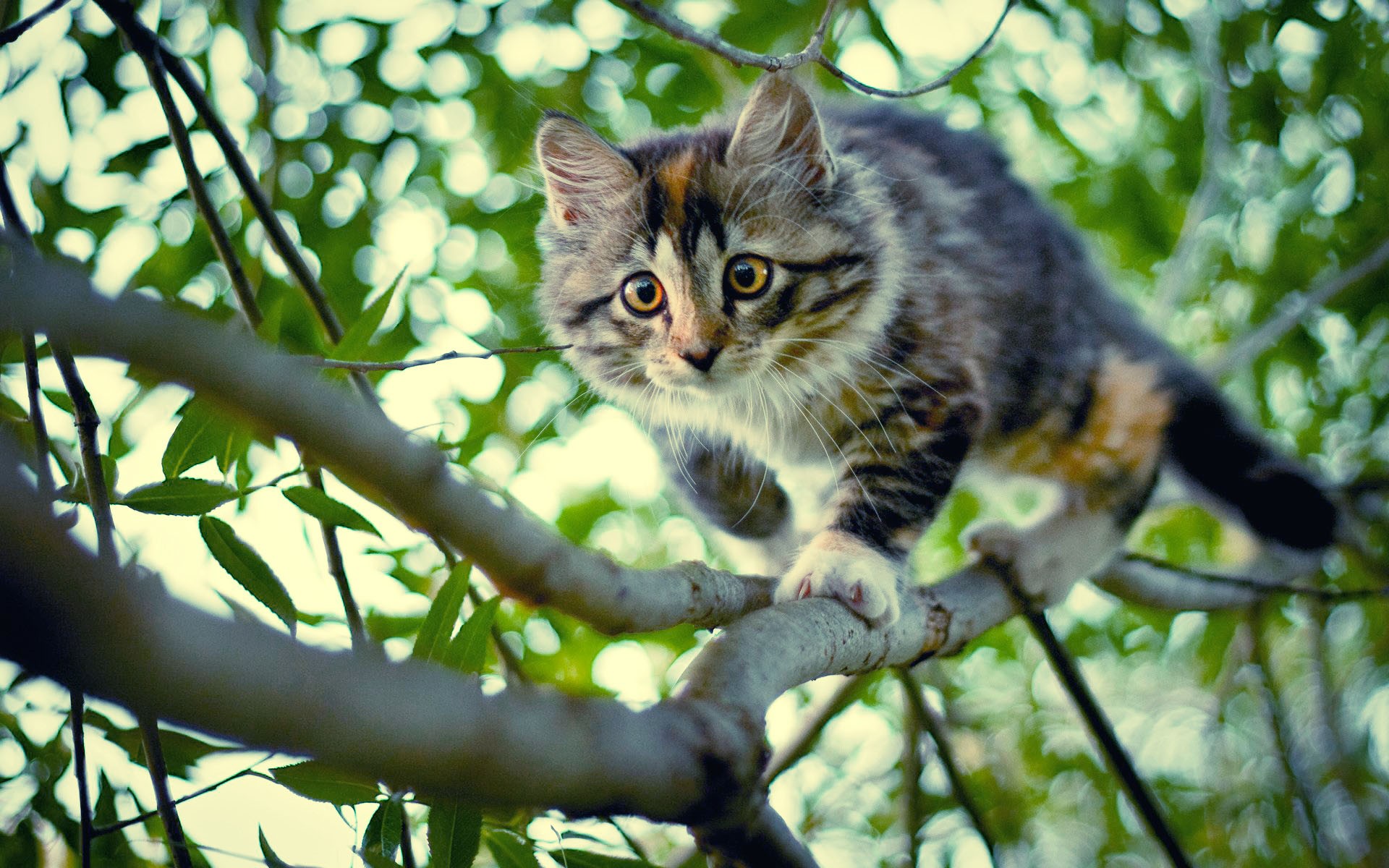 Котик вертикальное фото kitten branch tree 750x1334 iPhone 6, 6S, 7, 8 wallpapers from renegade - images
