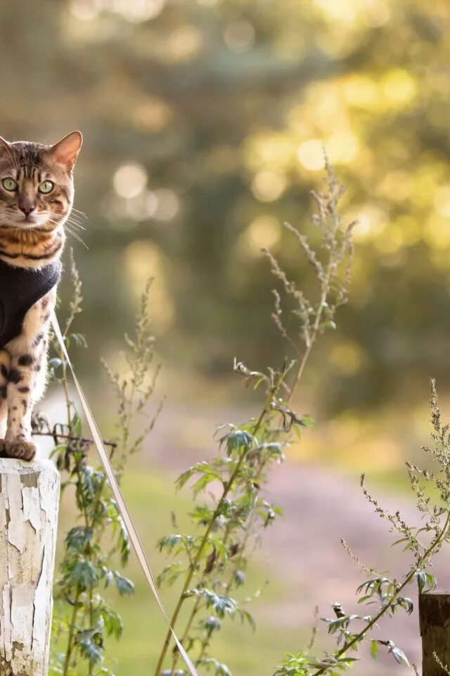 Котик вертикальное фото Скачать обои кошка, взгляд, природа, раздел кошки в разрешении 640x960