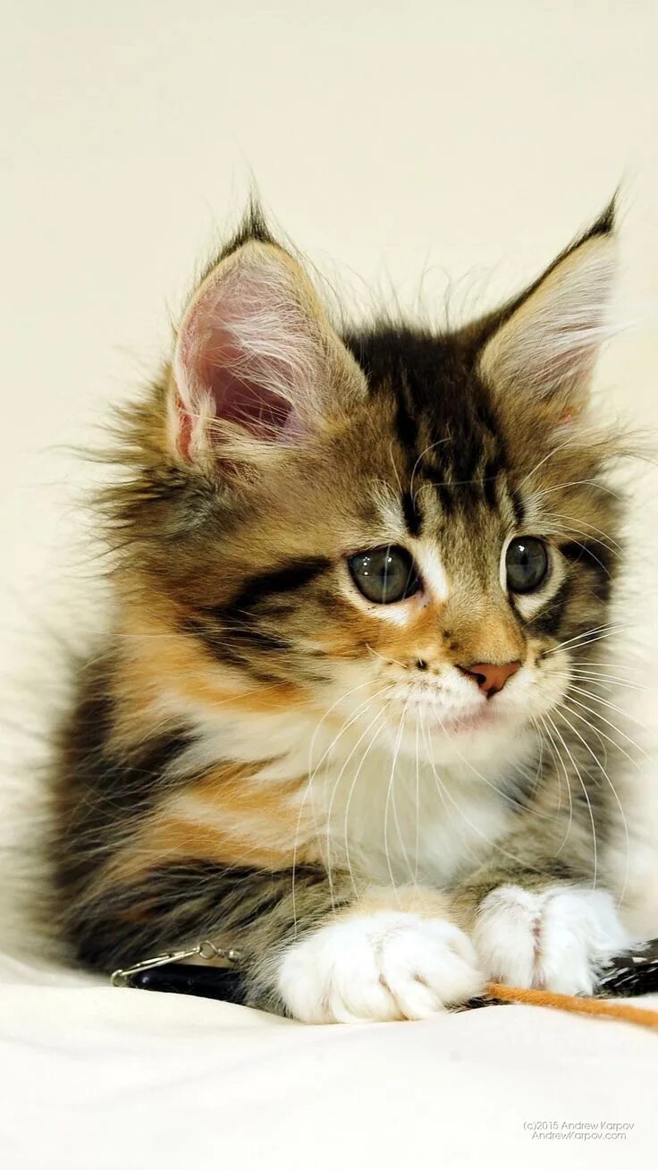 Котик вертикальное фото Cute cats Cute animals, Kittens cutest, Cute baby animals