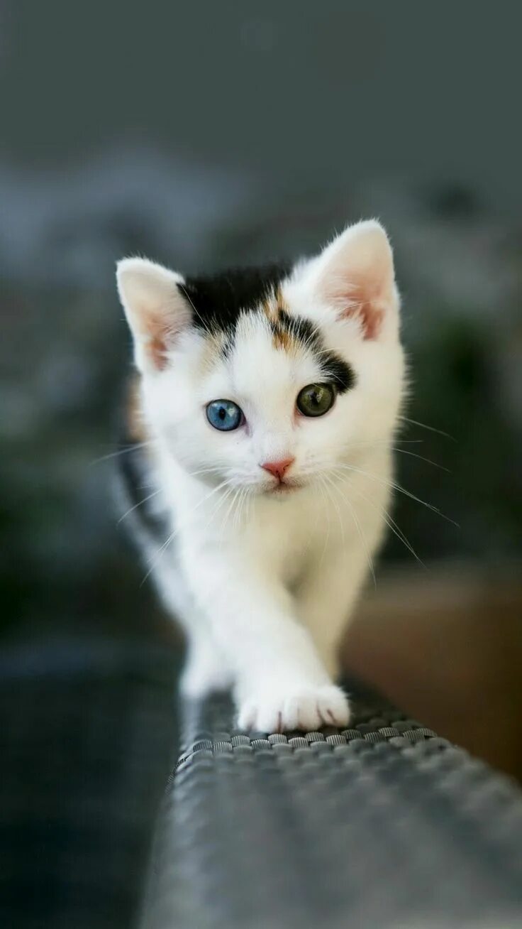 Котик вертикальное фото Pin on Животные Kittens cutest, Kittens, Pretty cats