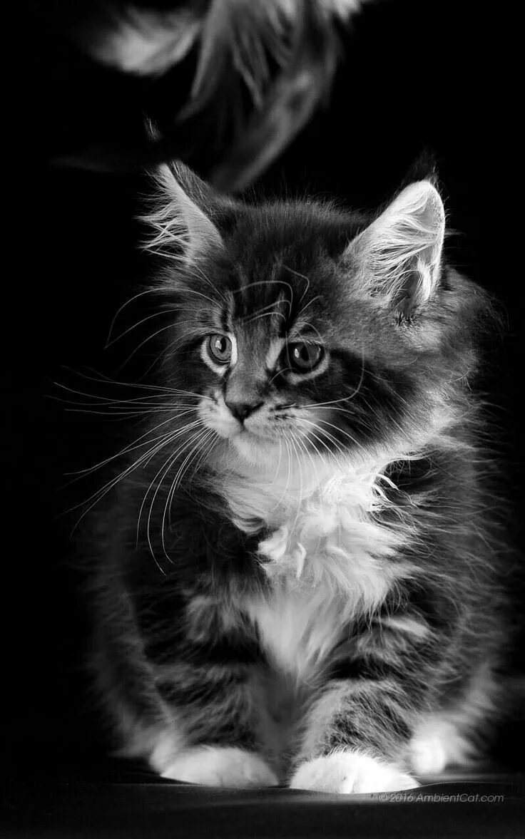 Котик вертикальное фото Pin by shatha thaher on حيوانات Cats, Kittens cutest, Cat photography