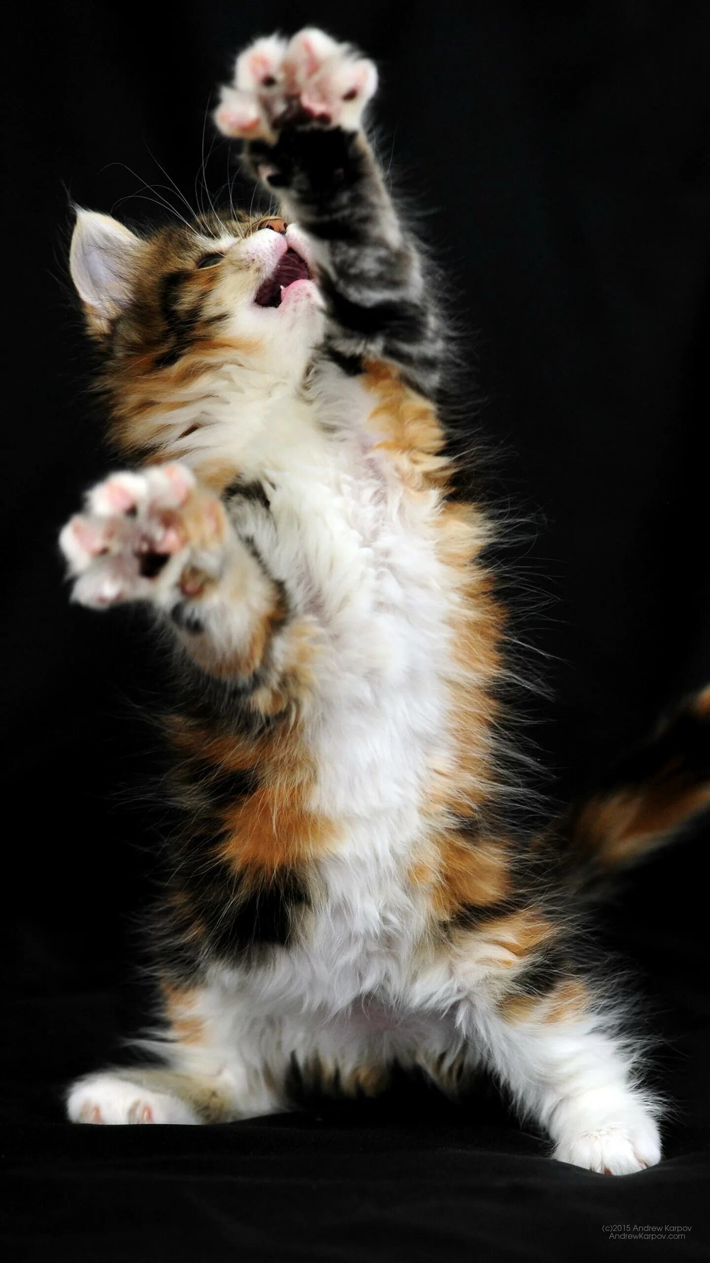 Котик вертикальное фото APK Cats wallpapers untuk Muat Turun Android
