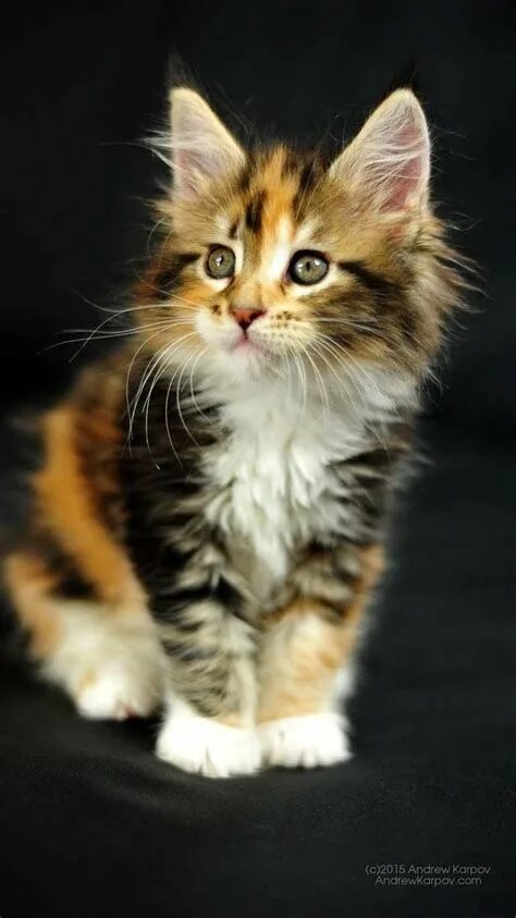 Котик вертикальное фото Pin on Wallpaper