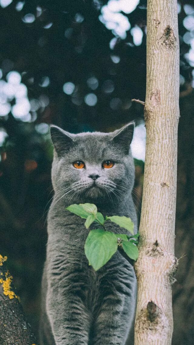 Котик вертикальное фото 640x1136 Котенок, британец, кот, листья обои iPhone 5S, 5C, 5 Милые котики, Коша