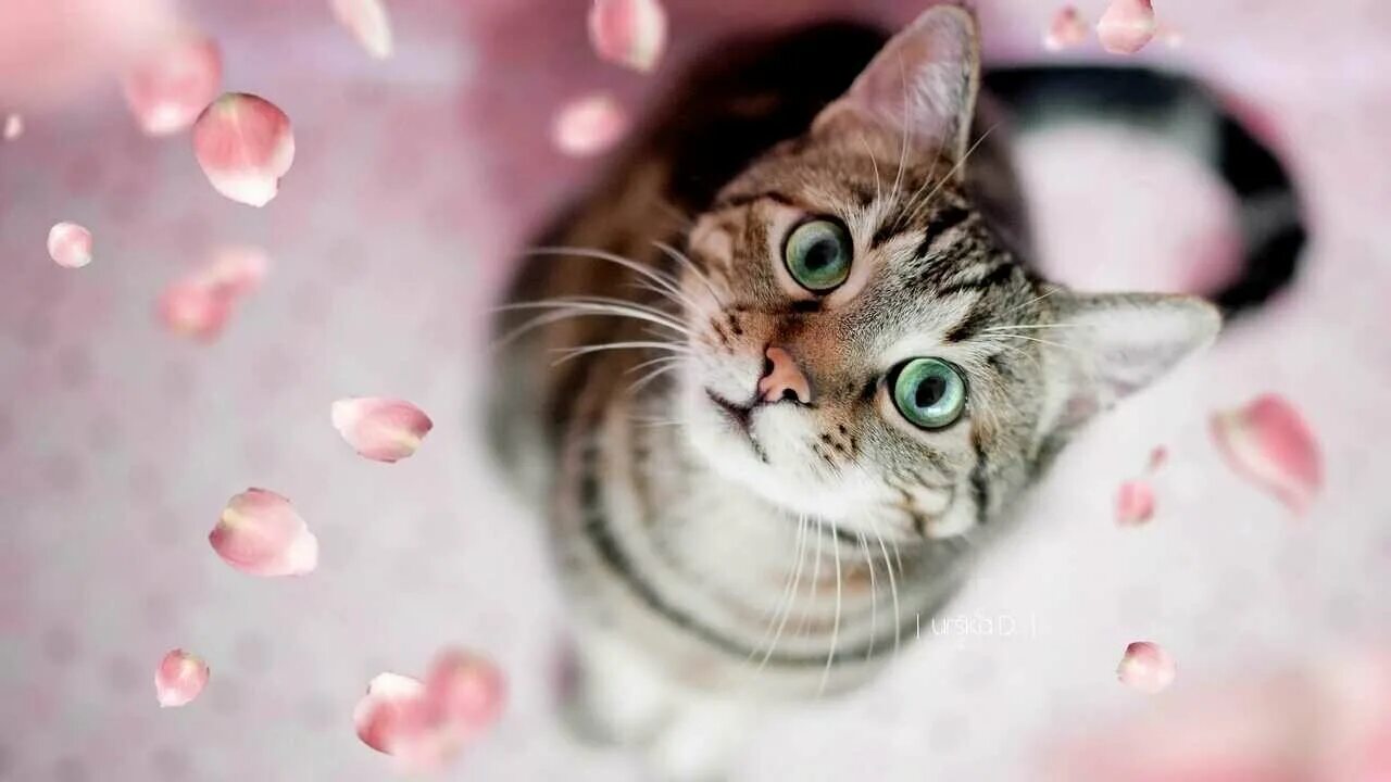 Котик вертикальное фото Картина на холсте 60x110 LinxOne "Животное взгляд кошка кот лепестки" интерьерна
