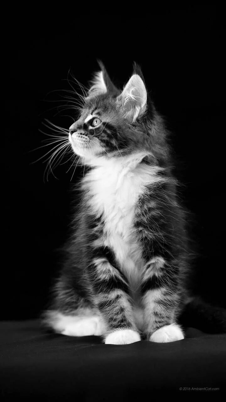 Котик вертикальное фото Black Cat Cat wallpaper, Animal wallpaper, Cute cats and dogs