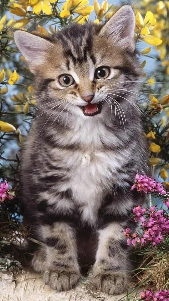 Котик вертикальное фото Скачать 540x960 котенок, цветы, крик обои, картинки samsung galaxy s4 mini, micr