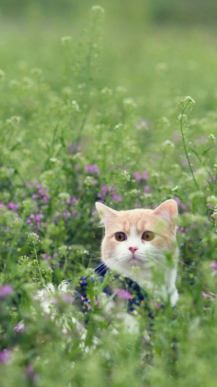Котик вертикальное фото Pin by Susi Sorglos on Wallpapers Phone Cute animals, Cats, Cat wallpaper