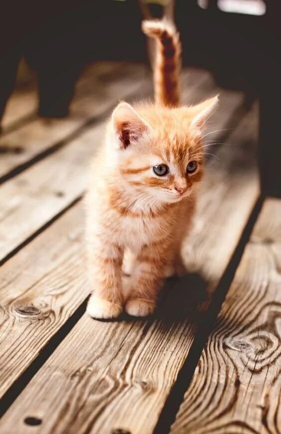 Котик вертикальное фото #подборка@elehandmade ***Ele HAND made*** Креативные идеи и МК Фотострана Пост №