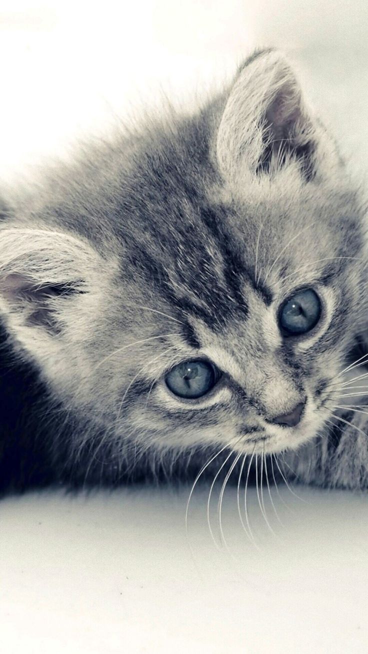 Котик вертикальное фото It’s just a cute photo of a kitty Animals, Kittens, Cats