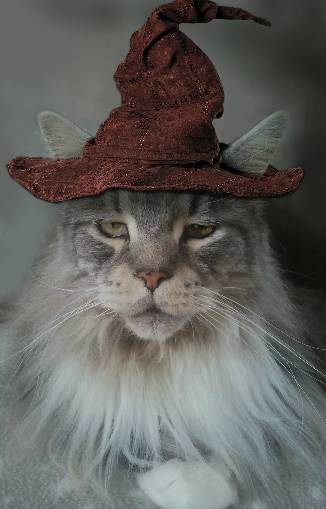 Котик волшебник фото Gandalf cat!!! Ha! kittens Cats, Wizard cat, Cats, kittens