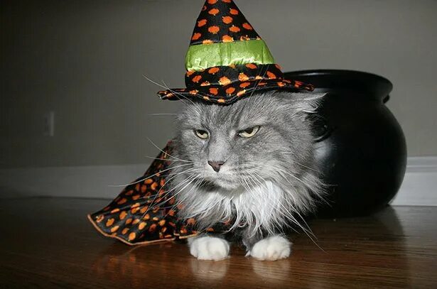 Котик волшебник фото Домашние питомцы, недовольные своими хэллоуинскими костюмами - ЖИВОЙ УГОЛОК - ме