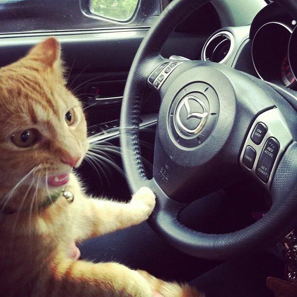 Котик за рулем фото When the Cat's Away! 7 Pets Share Their Spring Break Plans Cats, Pets, Cat drink