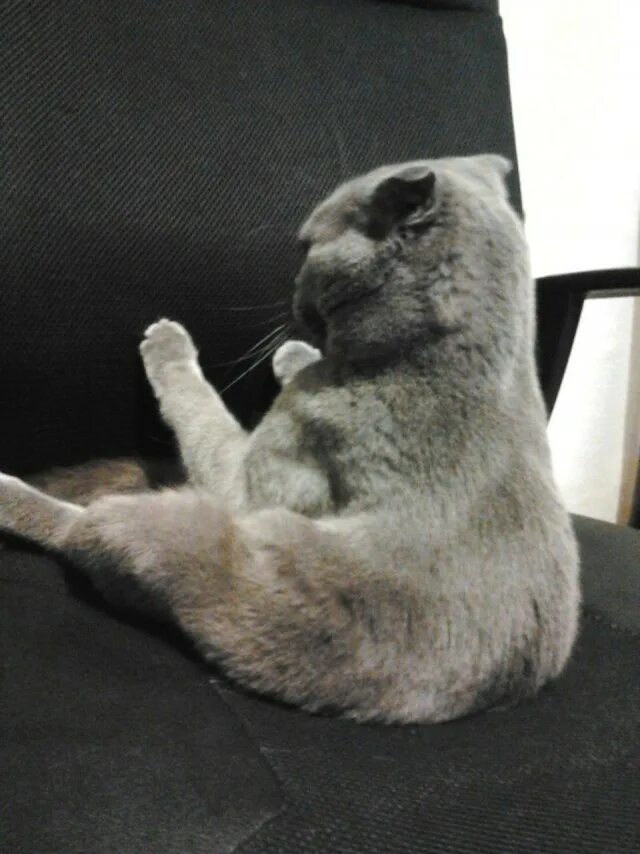 Котика обидели фото Забавные фото котеек - ЯПлакалъ